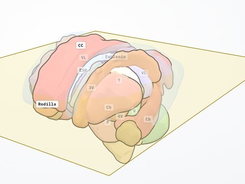 Núcleos grises y sistema límbico