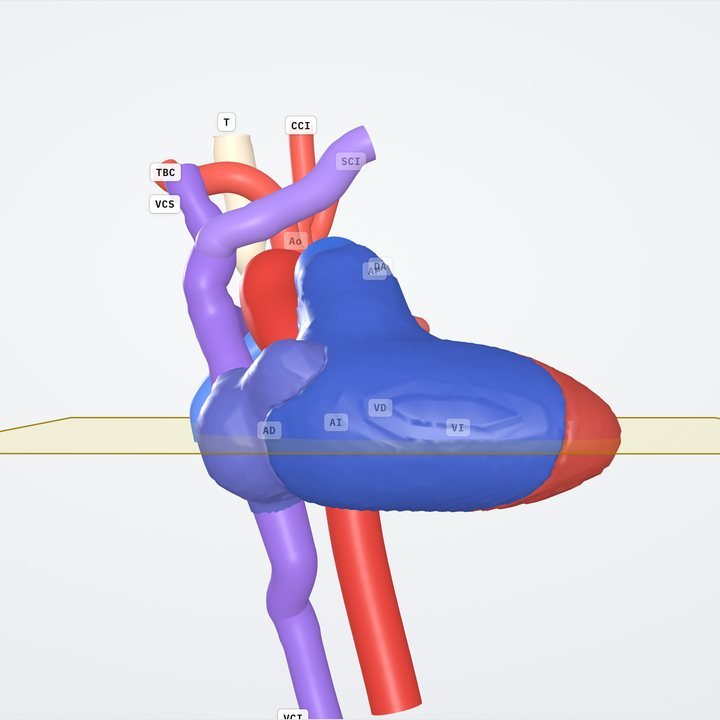 El corazón con el aspecto realista, en vista anterior